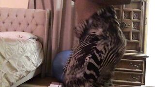 Gata Official Twerk onlyfans porn video mega pack part 3
