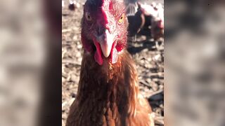 heylaurensummer onlyfans porn movs pack part 5